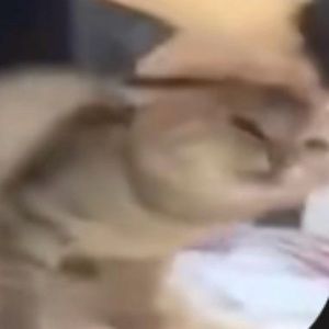 Meet your Posher, Ahmed